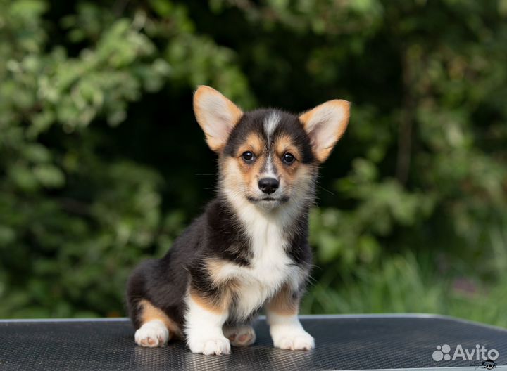 Куколки-девчата