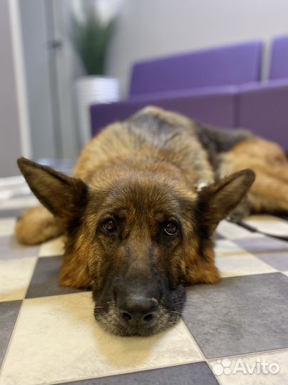 Собаке нужен дом