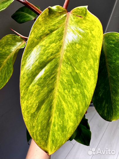 Филодендрон Painted lady Паинтед леди