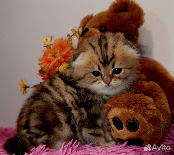 Шотландская девочка