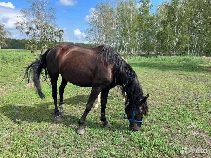 Кобыла с жеребенком