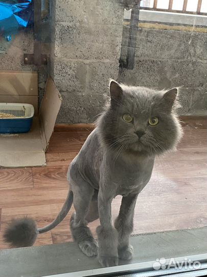 Отдам кота в добрые руки