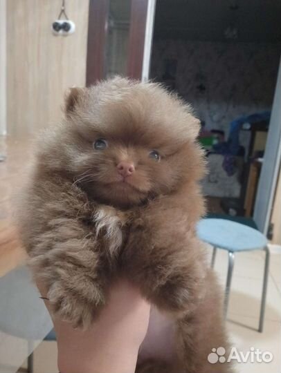 Щенок шпица мальчик