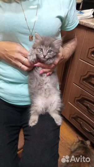 Кошечка в добрые руки