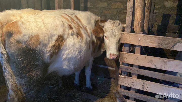 Корова стельная и дойная и бык на племя