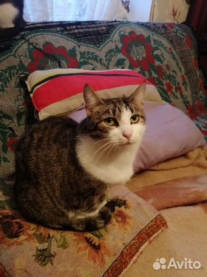 Кошка в добрые руки