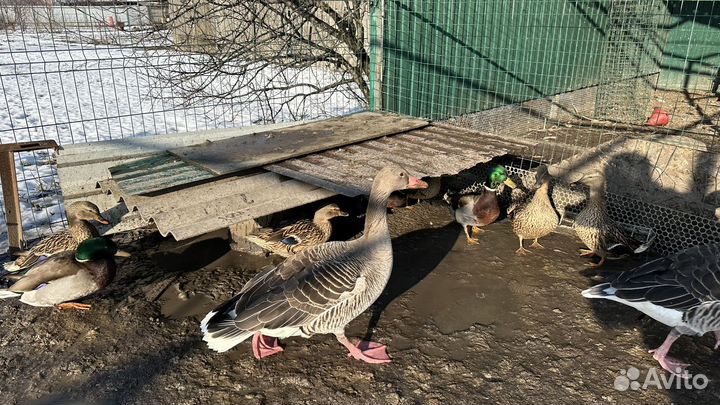 Подсадные серые гуси