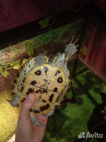 Черепаха Бу