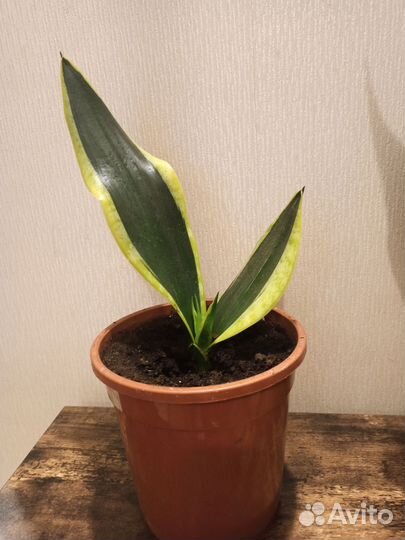 Сансевиерия лауренти сортовая