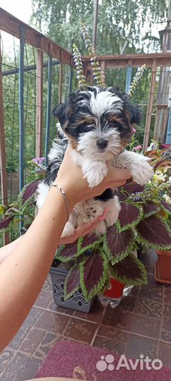 Щенки Бивер