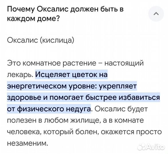 Оксалис (кислица) цветущий