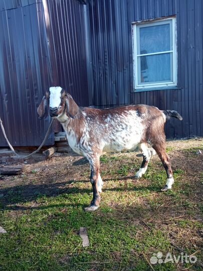 Нубийские козы