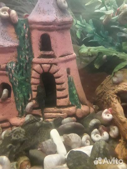 Молодые сомики анциструсы (прилипалы) 3 см длина