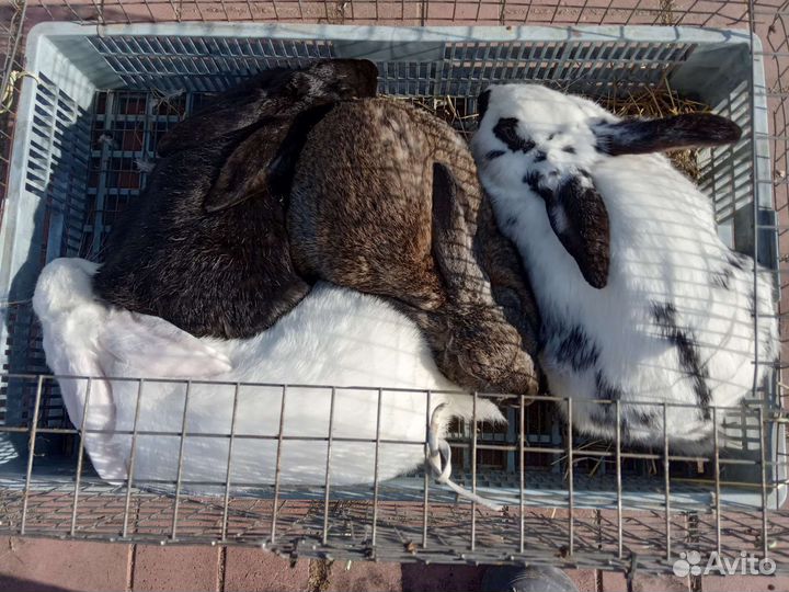 Кролики самки