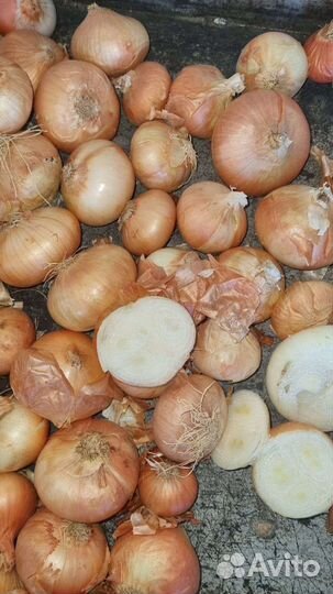 Лук на выгонку пера