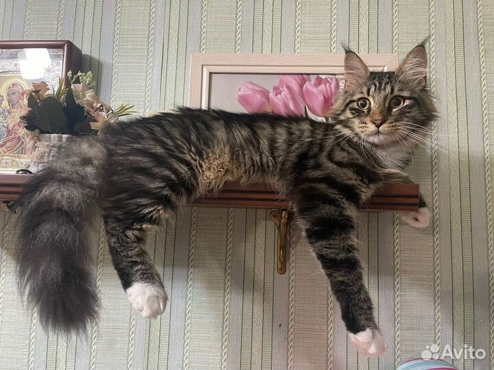 Мейнкун котенок-подросток в хорошие руки