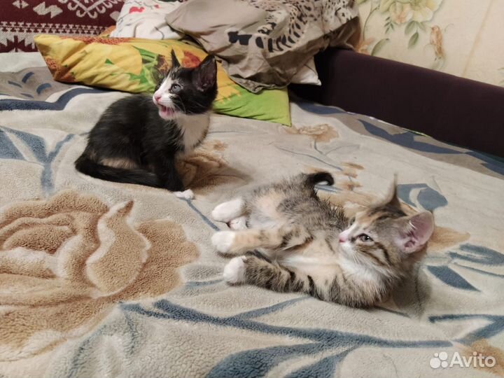 Котята ищут дом