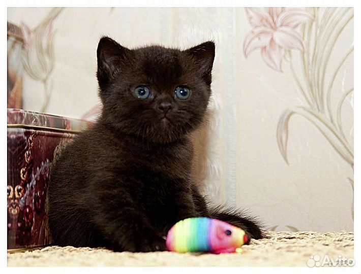 Шотландские котята