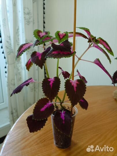 Комнатные цветы