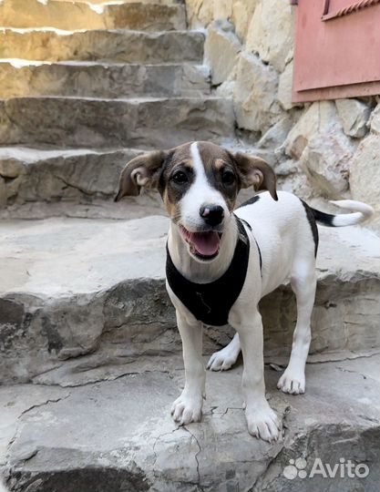 Красивая девочка щенок