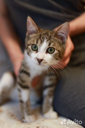 Котёнок на удачу