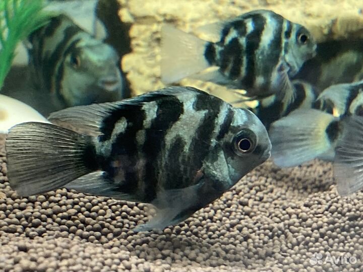 Сапфировый попугай (Попугай панда)