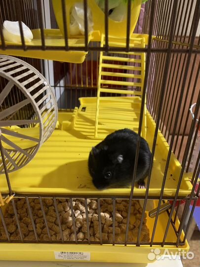 Джунгарские хомяки с клеткой