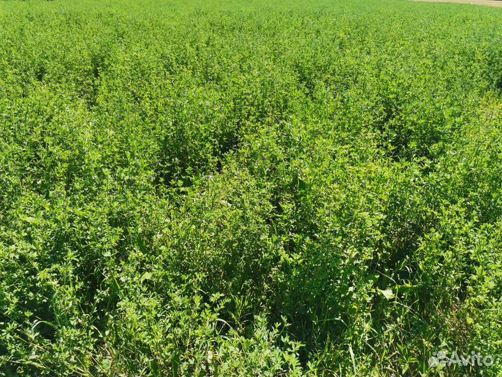 Сено в тюках