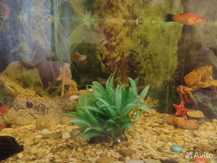 Аквариум