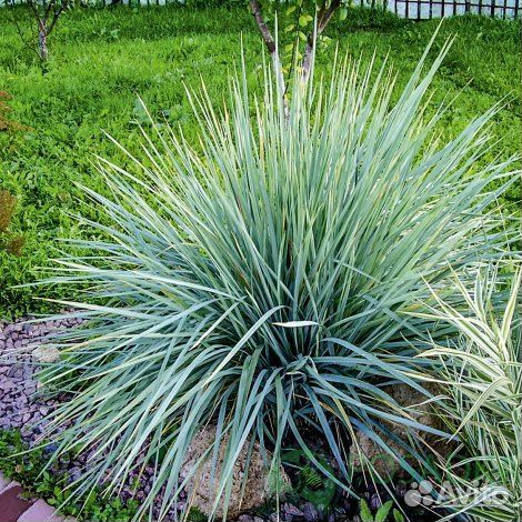 Цветы для сада