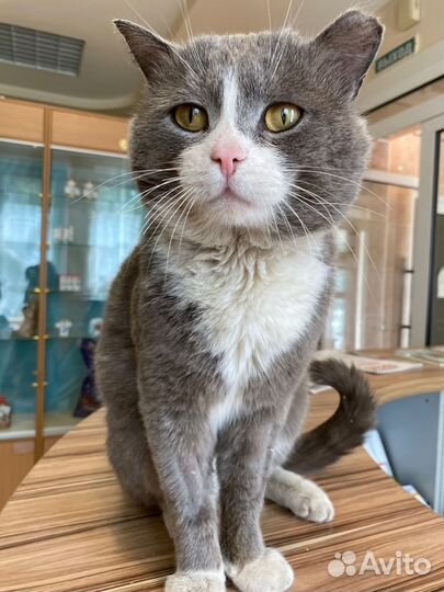 Том ищет дом