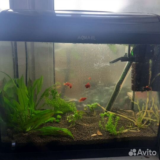 Аквариум с рыбками