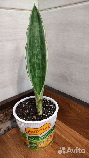 Сансевиерия футура суперба, манолин