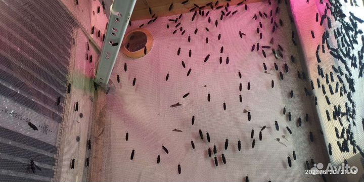 Яйца чёрной львинки