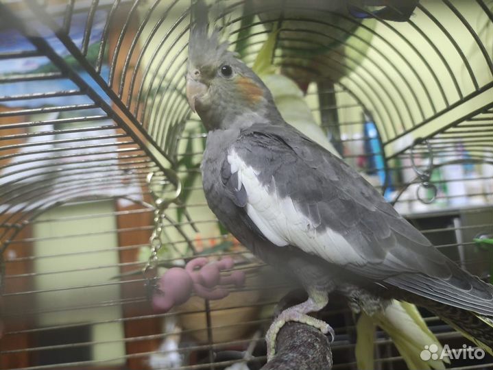 Попугай корелла