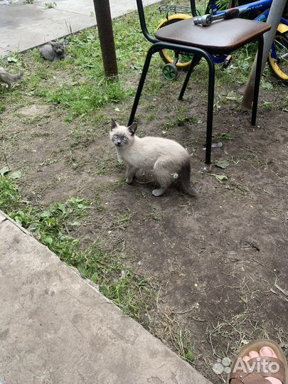 Отдам в хорошие руки бесплатно