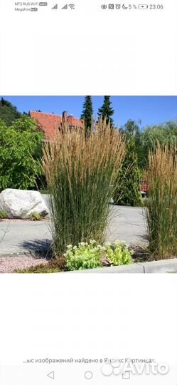 Вербейник монетчатый, вейник, котовник