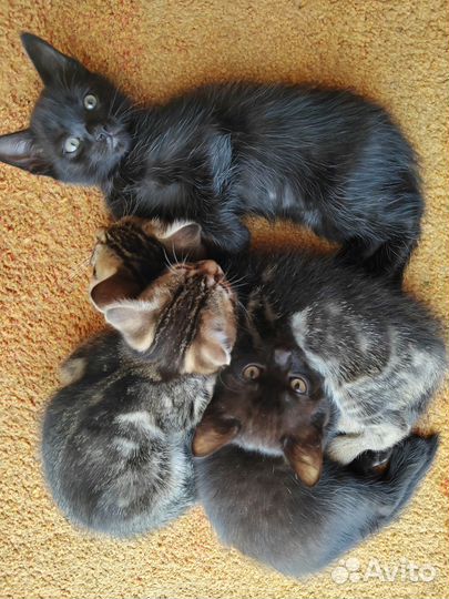 Отдам в добрые руки котят