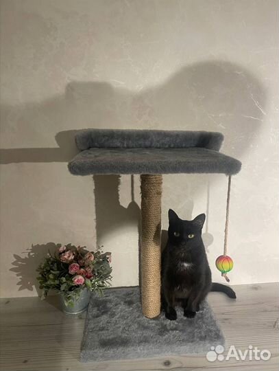 Когтеточка