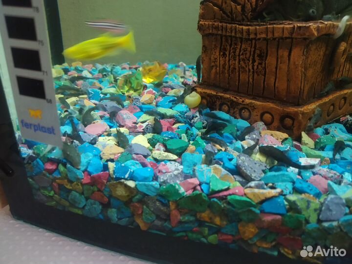 Сомики анциструсы