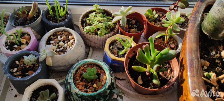 Суккуленты: крассулы, хавортия, седум макино