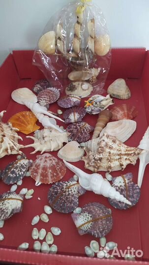 Ракушки раковины
