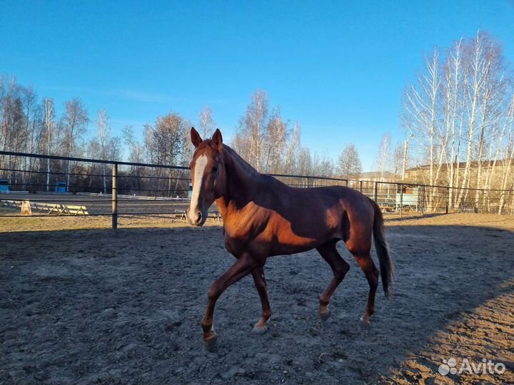 Лошади в аренду