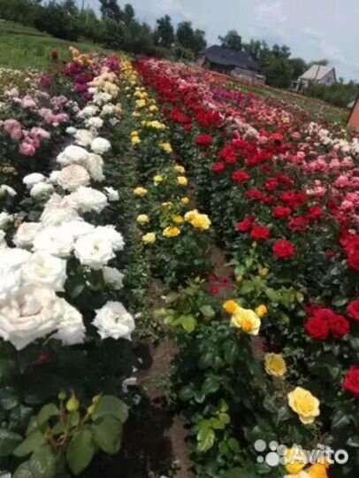 Кусты граната,Кусты роз,Инжир