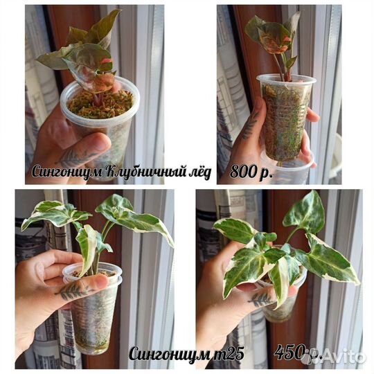 Комнатные растения