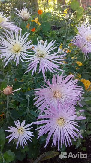 Хризантемы