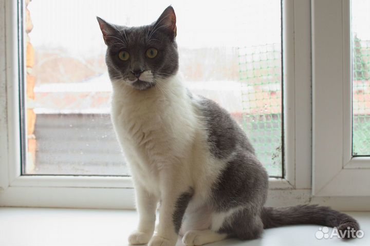 Любознательная Ната ищет дом)