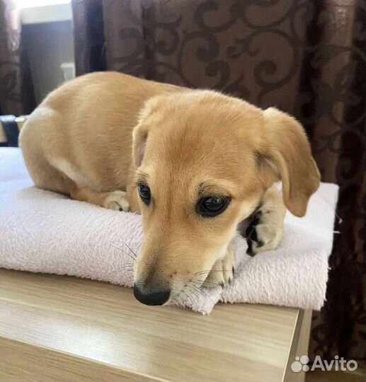 Щенок от небольшой собачки