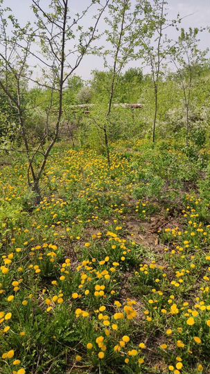 Дача 20 м² на участке 6 сот.