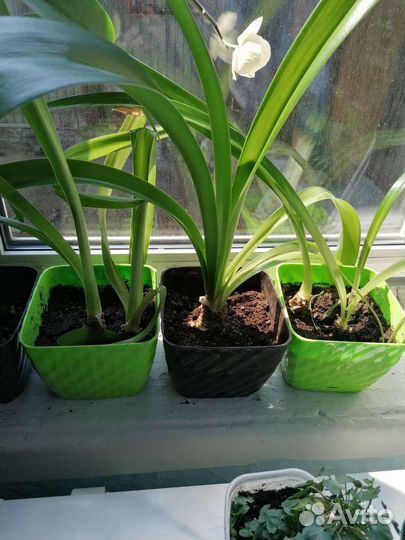 Гиперастриум розовый